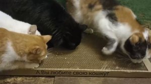 Бюджетная когтеточка - кошки довольны!❤️