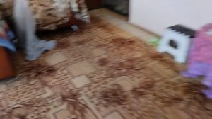 Сигма кот