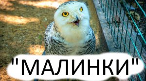 Южный парк птиц "Малинки". 14.06.2025г.