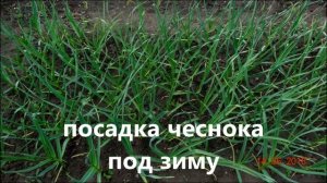 ПОСАДКА ЧЕСНОКА ПОД ЗИМУ (ВЕСЕННИЕ ВСХОДЫ)