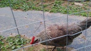 Молодняк стремительно растет. Сменила комбикорм.