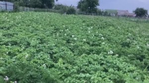Объём посаженой картошки удивляет, а лук радует глаз.