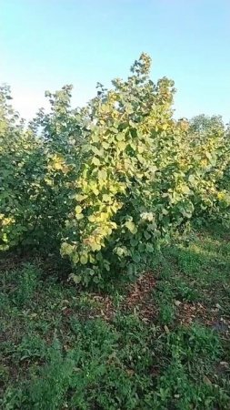 Наш сад фундука, где я делаю отводки. 18.07.2025г.  Small Garden's