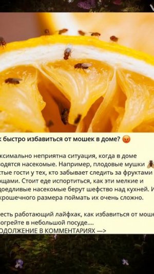 Как быстро избавиться от мошек в доме ������_3