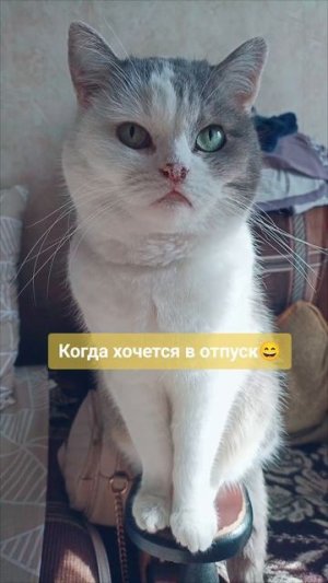 Мысли кошки "Даши"😃