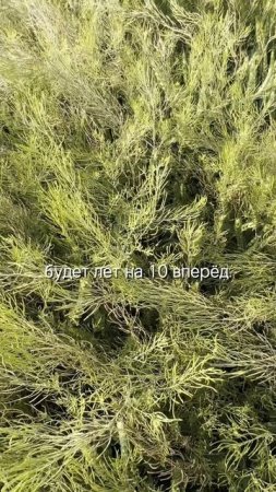 200 л/га когда-нибудь или 20 л/га вовремя. Работаем против дискурения Софии #сорняки #агроном