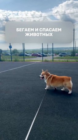 Бегаем и спасаем животных