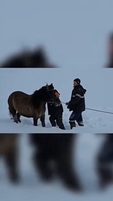 Сальто с Аборигенной лошади #shorts #жизньвдеревне #башкортостан смотреть онлайн
