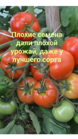Обзор помидоров Любаша, в этом году картина печальная