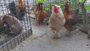 прогулки нашего двора