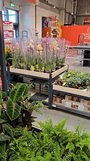 Рождественский цветок. Лиственные. Садовый центр. Лон смотреть онлайн