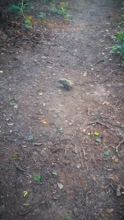 Hedgehog in meditation   #russia #forest #japawalk #nature #hedgehog #shorts