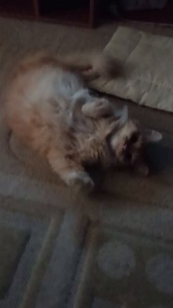 Соня в шоке 😽🫰