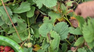 ПАМЯТЬ ДЕВИЧЬЯ...😅 СОБИРАЮ УРОЖАЙ ...