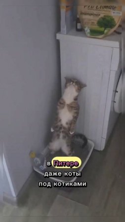 Питерский кот #кот #котики #юмор #shorts #short #video #shortvideo #reels #рилсы #питер #животные