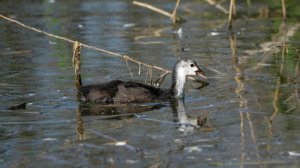 Птенец лысухи  ( Fulica atra )