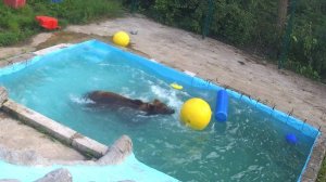 Медведь Мансур и желтый шар🟡🌊💦🐻