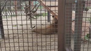 Шерхан игнорит провокаторов. Папа Саша, посмотри какой я молодец!