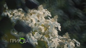 Гортензия, Hydrangea bretschneideri