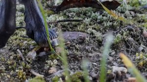 Сериал шляйх 1сезон 11серия"гонки к победе"