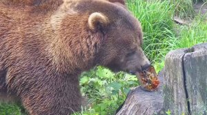 Самый вкусный завтрак у медведя Мансура🍯🍒🍓🐻