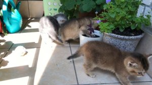 Котятам кошки Кайли 1 месяц. Они гуляют на балконе.