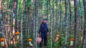 ГРИБНИК В ШОКЕ! В ЛЕСУ АДОВАЯ ЖАРА, А ГРИБЫ ПРУТ | СБОР ПОДОСИНОВИКОВ В ГУСТОМ ЕЛЬНИКЕ| ГРИБЫ 2025