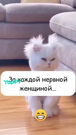 251.mp4