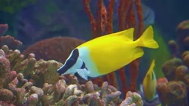 🐠 Аквариум с коралловыми рифами