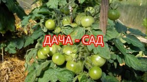 ЧТО КЛАСТЬ В ЛУНКУ ПРИ ПОСАДКЕ ПОМИДОР