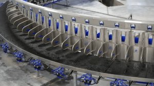 Овцы привыкают к доильному залу Sylco роторный зал на 64 места