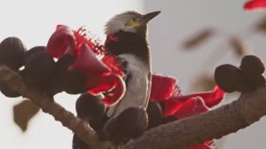 Релакс Под Пение Птиц, Успокаивающая Музыка Для Сна Полное Расслабление !!!!!!!!!!!!!!