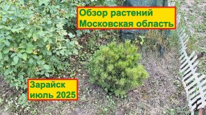 Обзор растений Московская область Зарайск июль 2025