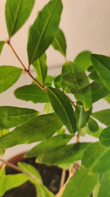 Гранат / Púnica granátum #piano #music #relaxing #bonsai #хобби #flower #растен? смотреть онлайн