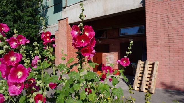 МАЛЬВА И ЛИЛИИ 18.07.25г