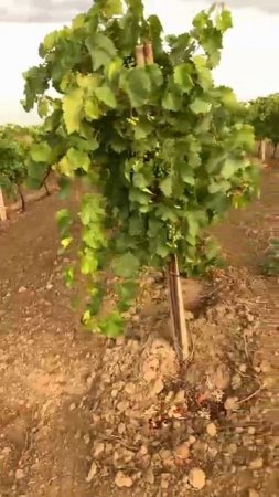 Полив винограда после короткого ливня