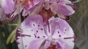 обзор новинок орхидей фаленопсис, ванды в магазине Ге?