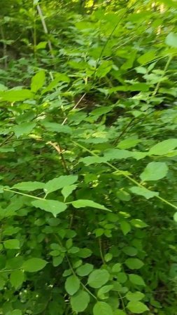 бабочка пестрянка и цветы #природа #пшада #лес #туризм #браслет #украшения