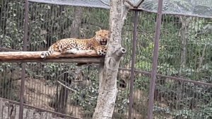 Зоопарк "Сад город" Владивосток.