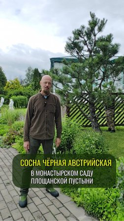Сосна чёрная австрийская #ниваки