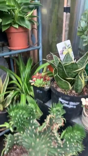 Обзор! Шикарный цветущий пахистахис, агавы, денежный а смотреть онлайн