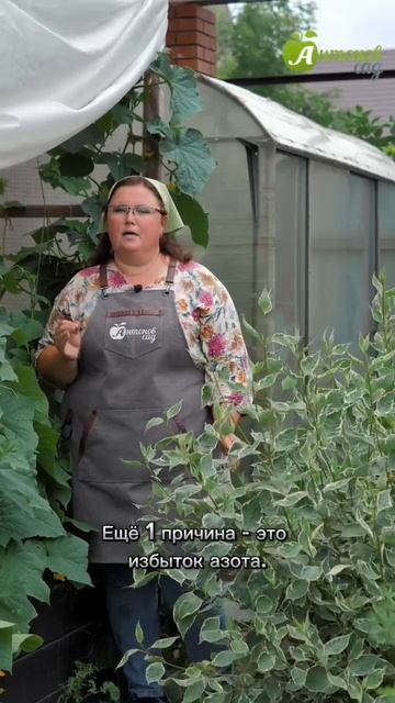 Почему огурцы пустые внутри смотреть онлайн