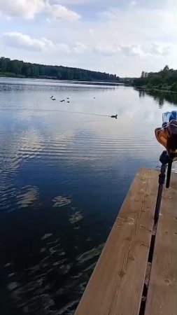 мама утка зовёт утят домой