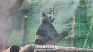 🐼 Панда-йога в летний зной: Жуи познаёт Дзен! 🧘♀️