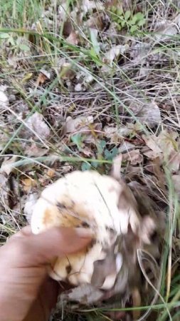 1000045973.mp418.07.2025г.