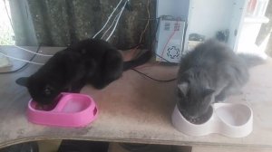 VID_20250713_141116