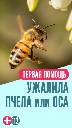 Укусы пчел, ос и шмелей #перваяпомощь
