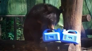 Медвежата Фима и Дуся впервые получили в подарок канистры и остались довольны.