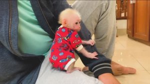 Обезьянку комочек писклявый нашли одну Обжилась Накормила утят Добрая Умница Смешная комедия