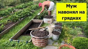 Муж навонял на грядках клубники. Навоз в компосте